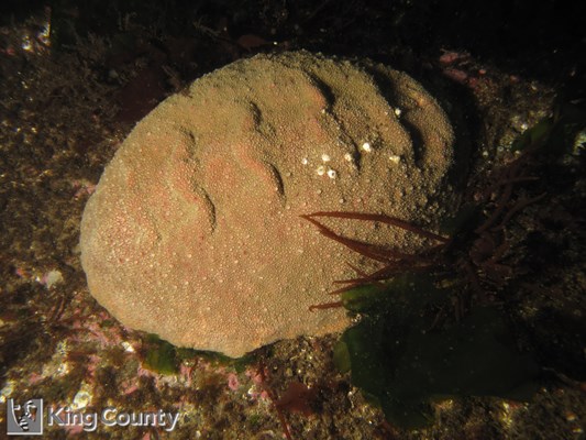 Photo of Cryptochiton stelleri